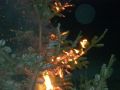 20120124_Christbaumbrand_Jugend_02