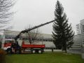 20141122_Christbaum_ORF_Noe_13