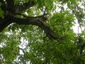 20110802_Baum_auf_Strasse_01
