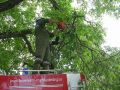 20110802_Baum_auf_Strasse_03