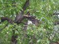 20110802_Baum_auf_Strasse_04