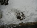 20130125_Muellbehaelterbrand_02