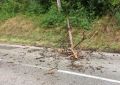 20170901_Baum_auf_Strasse_01